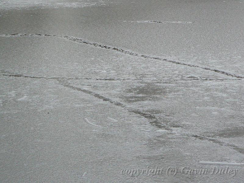 Ice patterns, Winter, Hampstead Heath P1070578.JPG